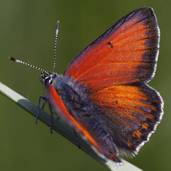 Lycaena hippothoe