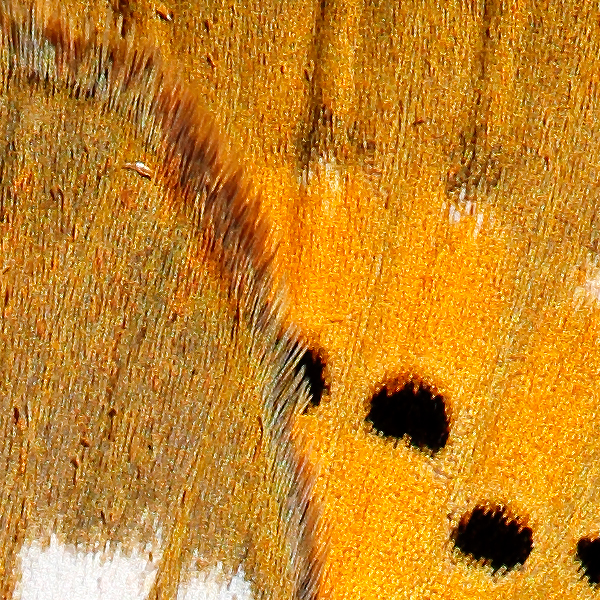 Lycaena virgaureae