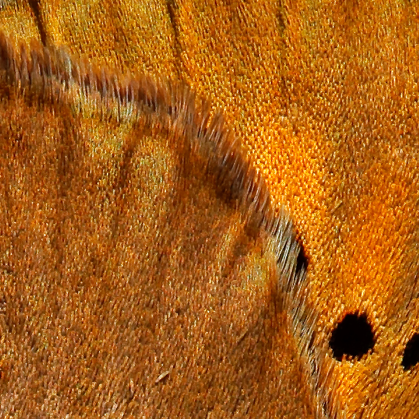 Lycaena virgaureae