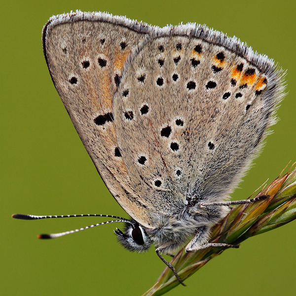 Lycaena candens