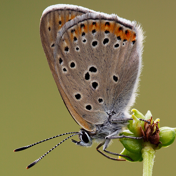 Lycaena candens