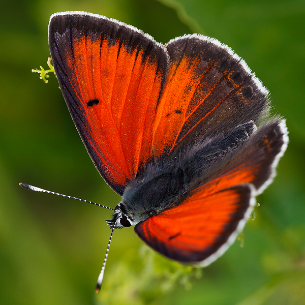 Lycaena candens