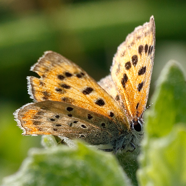 Lycaena ottomanus
