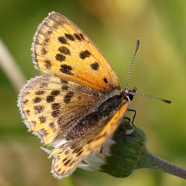 Lycaena ottomanus