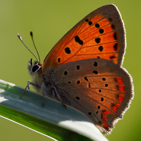 Lycaena ottomana