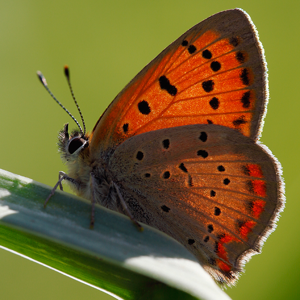 Lycaena ottomanus