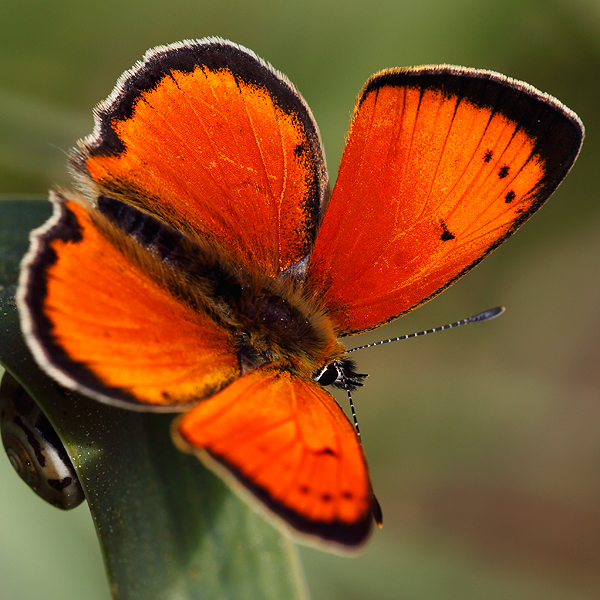 Lycaena ottomanus