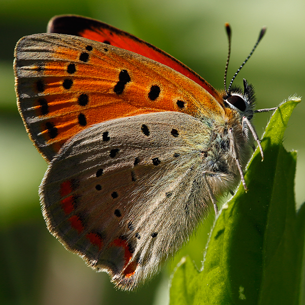 Lycaena ottomanus