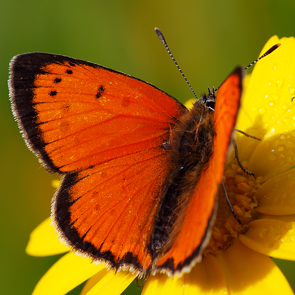 Lycaena ottomanus