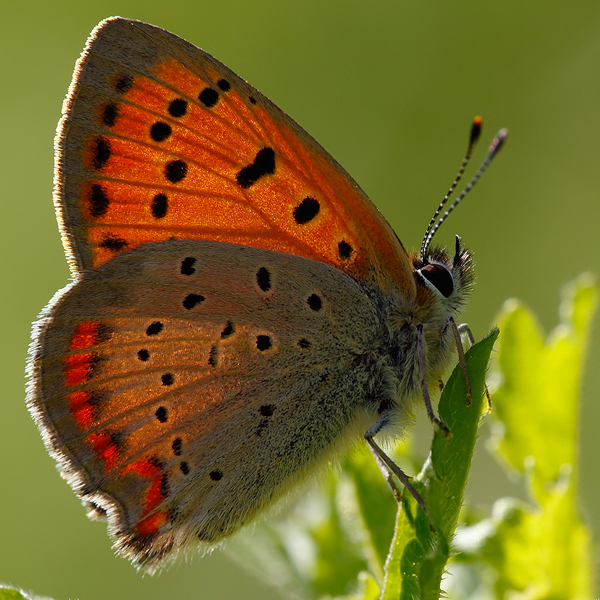 Lycaena ottomanus