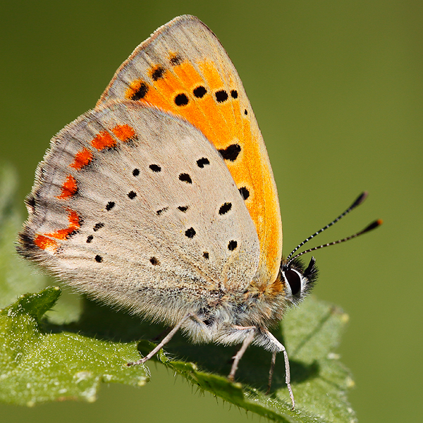 Lycaena ottomana