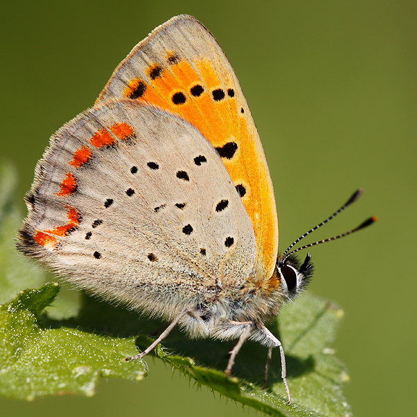 Lycaena ottomanus