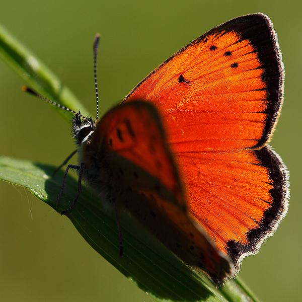 Lycaena ottomanus