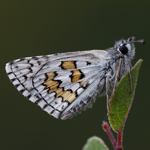 Pyrgus sidae