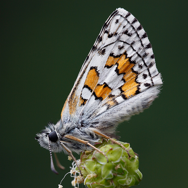 Pyrgus sidae