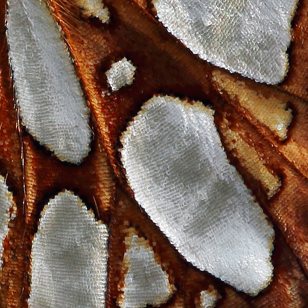 Argynnis niobe