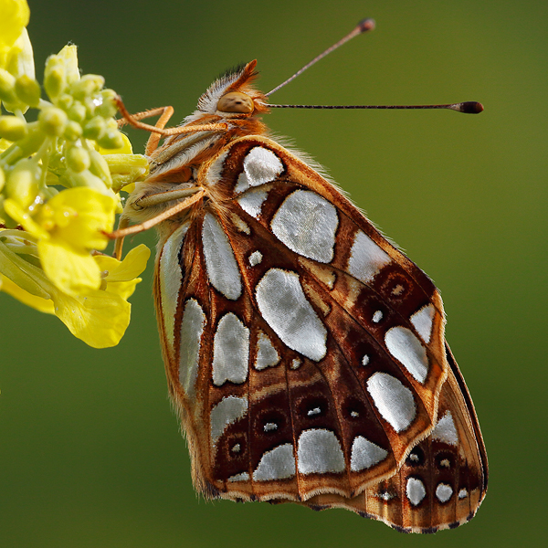 Argynnis niobe