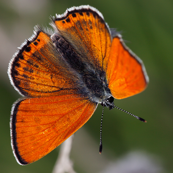 Lycaena thersamon