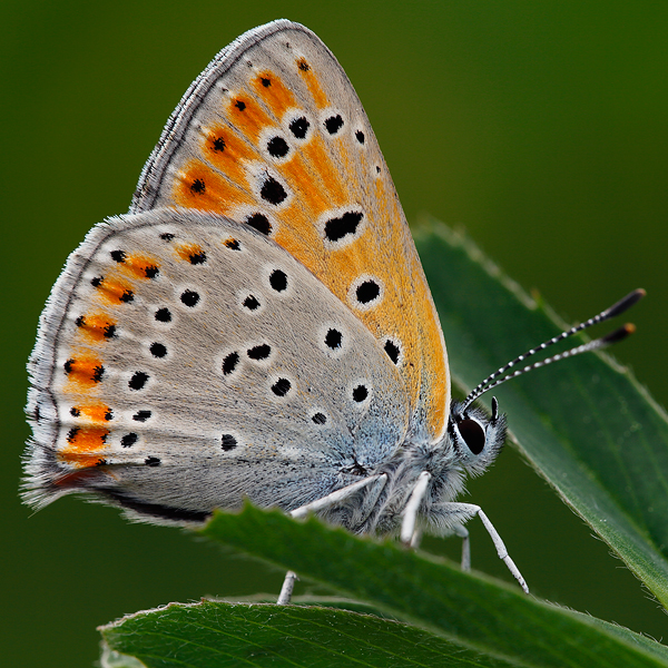 Lycaena thersamon