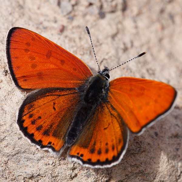 Lycaena thersamon