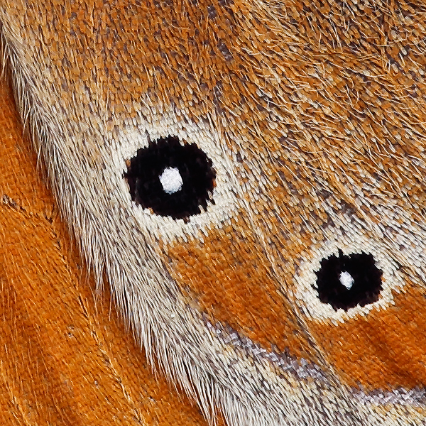 Coenonympha leander