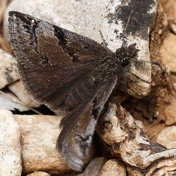 Erynnis marloyi