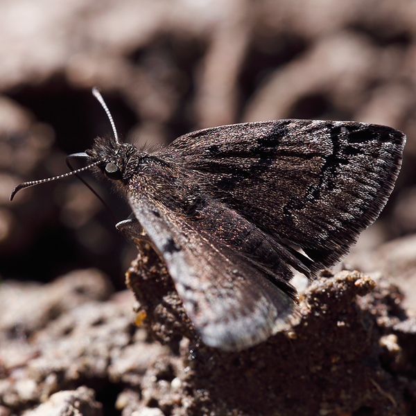 Erynnis marloyi