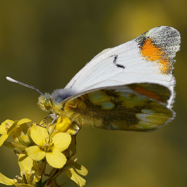 Zegris eupheme (menestho)