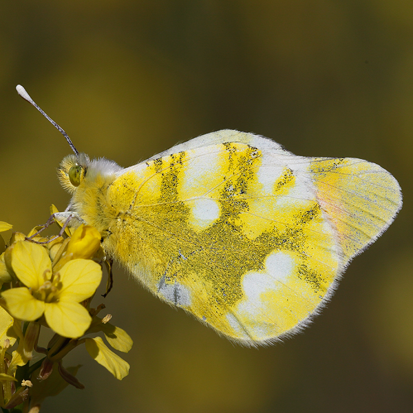 Zegris eupheme (menestho)