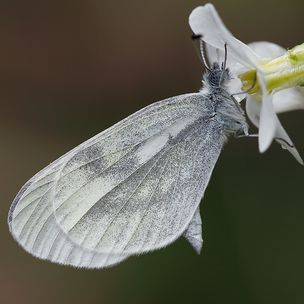 Leptidea sinapis