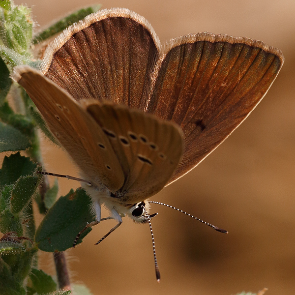 Polyommatus humedasae