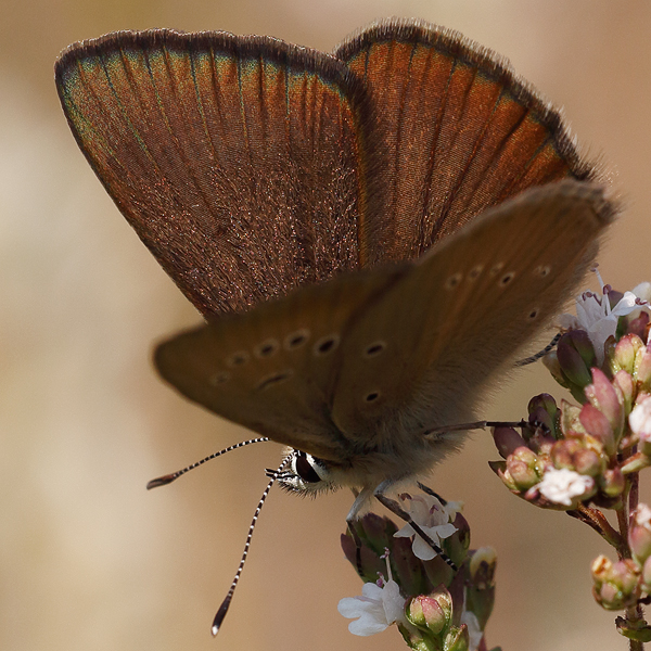 Polyommatus humedasae