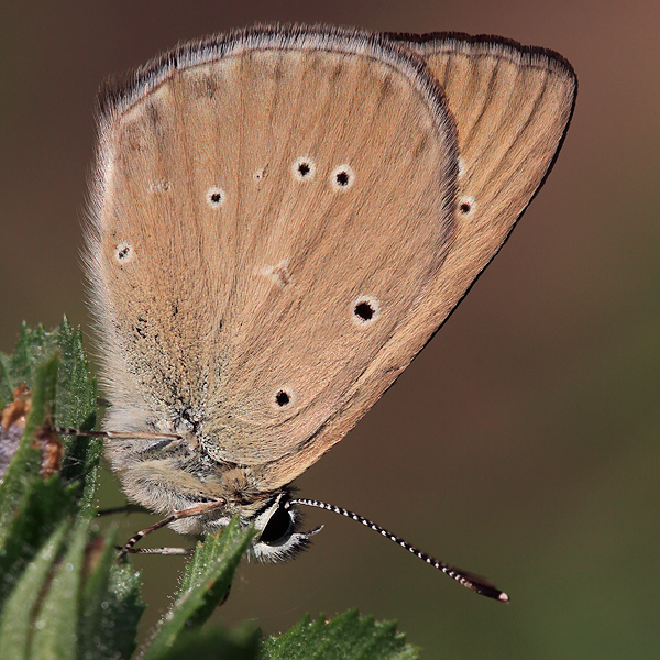 Polyommatus humedasae