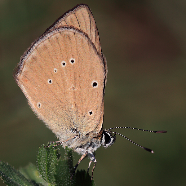 Polyommatus humedasae