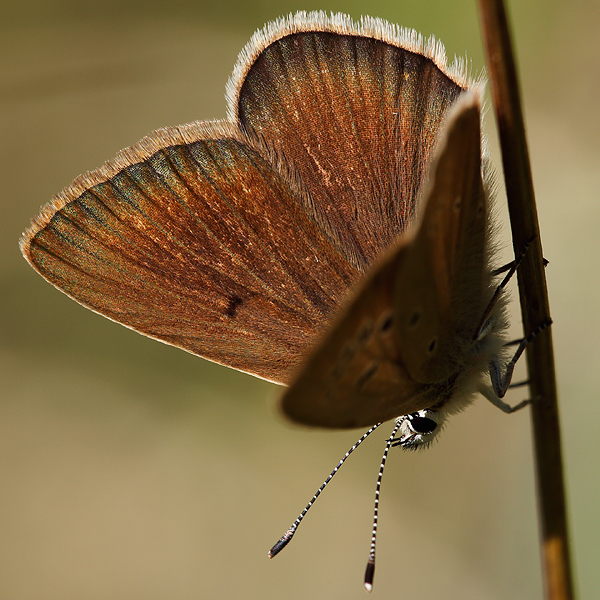 Polyommatus humedasae