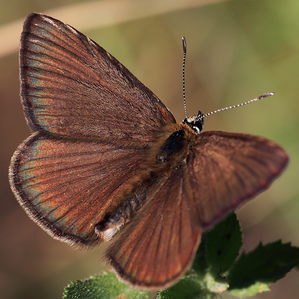 Polyommatus humedasae