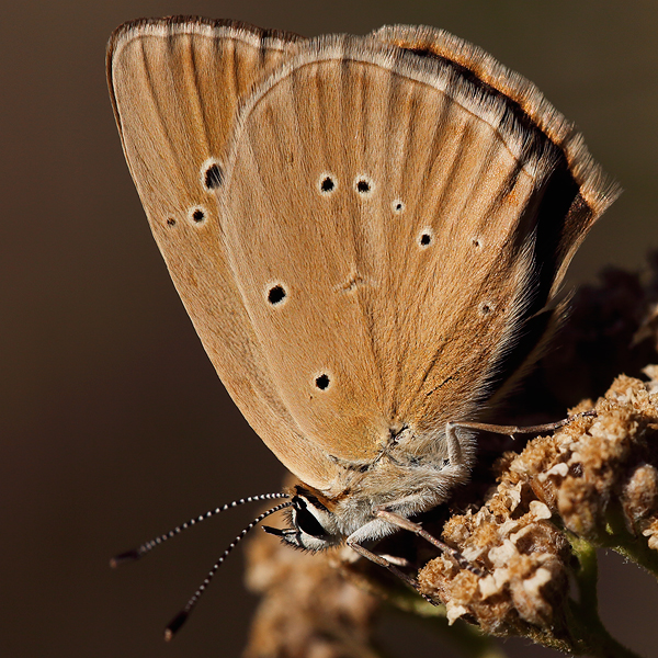 Polyommatus humedasae