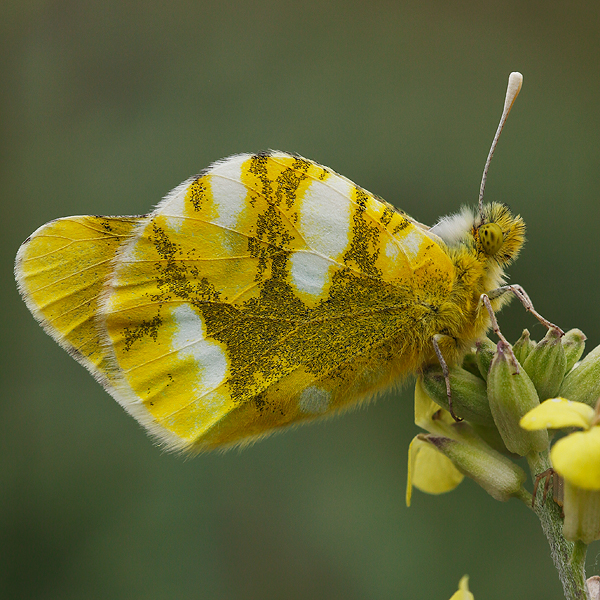 Zegris eupheme (menestho)