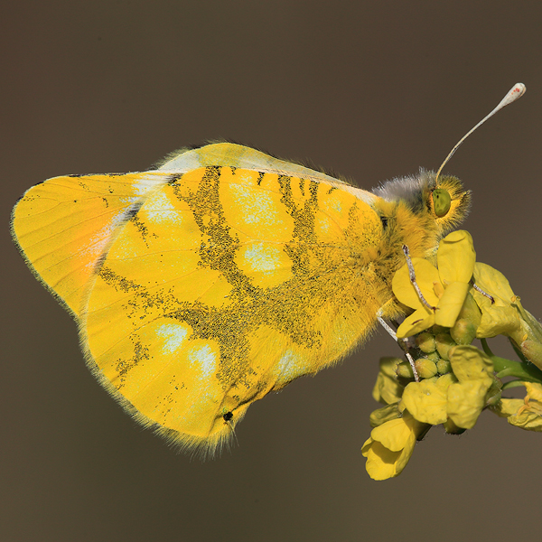 Zegris eupheme (meridionalis)