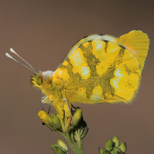 Zegris eupheme (meridionalis)