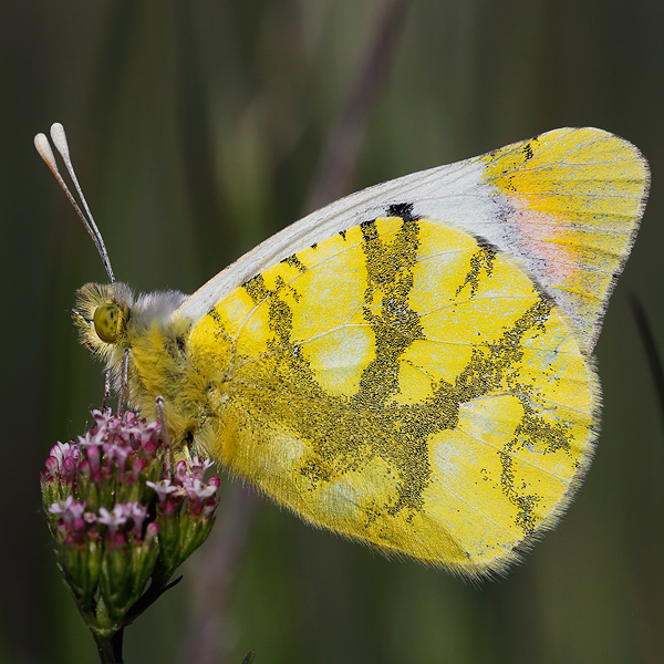 Zegris eupheme (meridionalis)