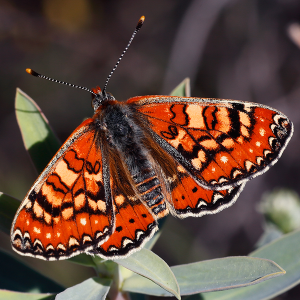 Euphydryas desfontainii