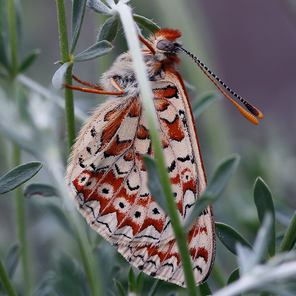 Euphydryas desfontainii