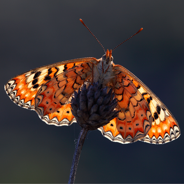 Euphydryas desfontainii