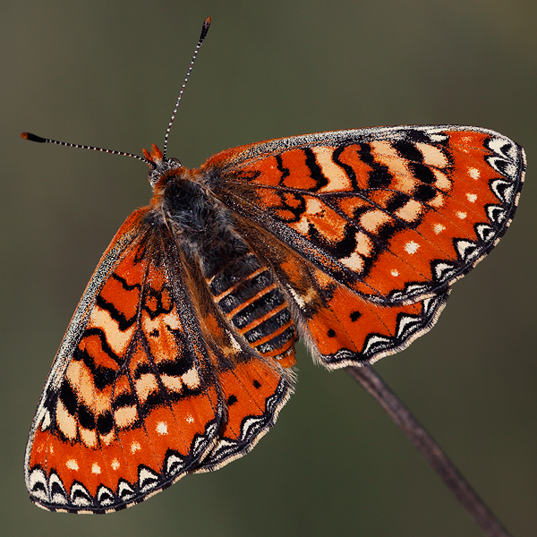 Euphydryas desfontainii