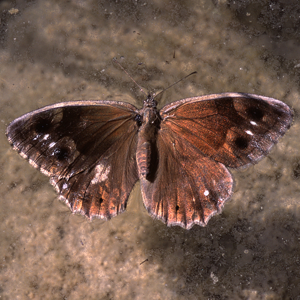 Hipparchia statilinus