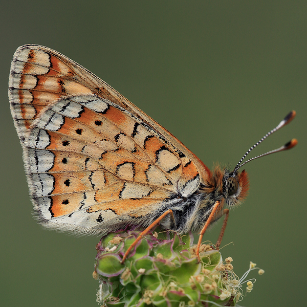 Euphydryas aurinia (bulgarica)