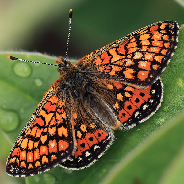 Euphydryas aurinia (bulgarica)