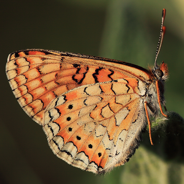 Euphydryas aurinia (bulgarica)