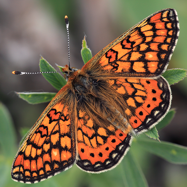 Euphydryas aurinia (bulgarica)